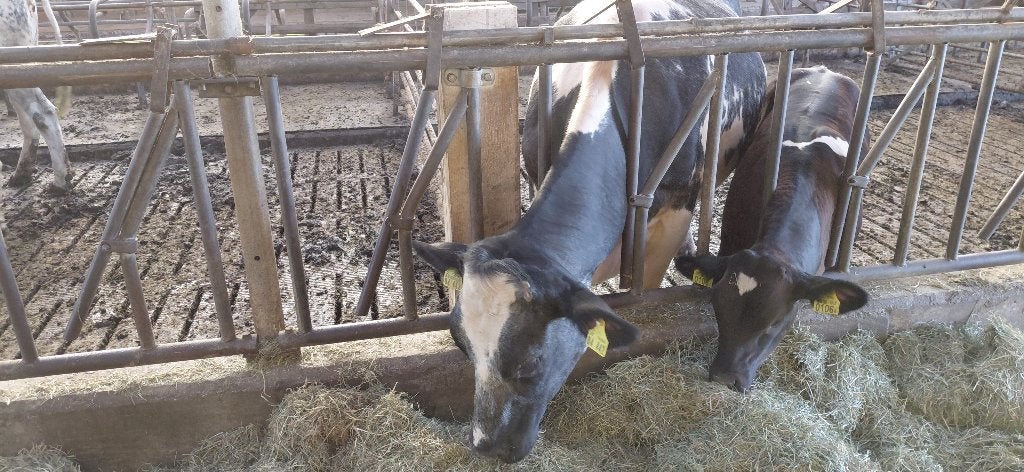 Vaarsen met stierkalf, Dieren en Toebehoren, Vrouwelijk, 0 tot 2 jaar