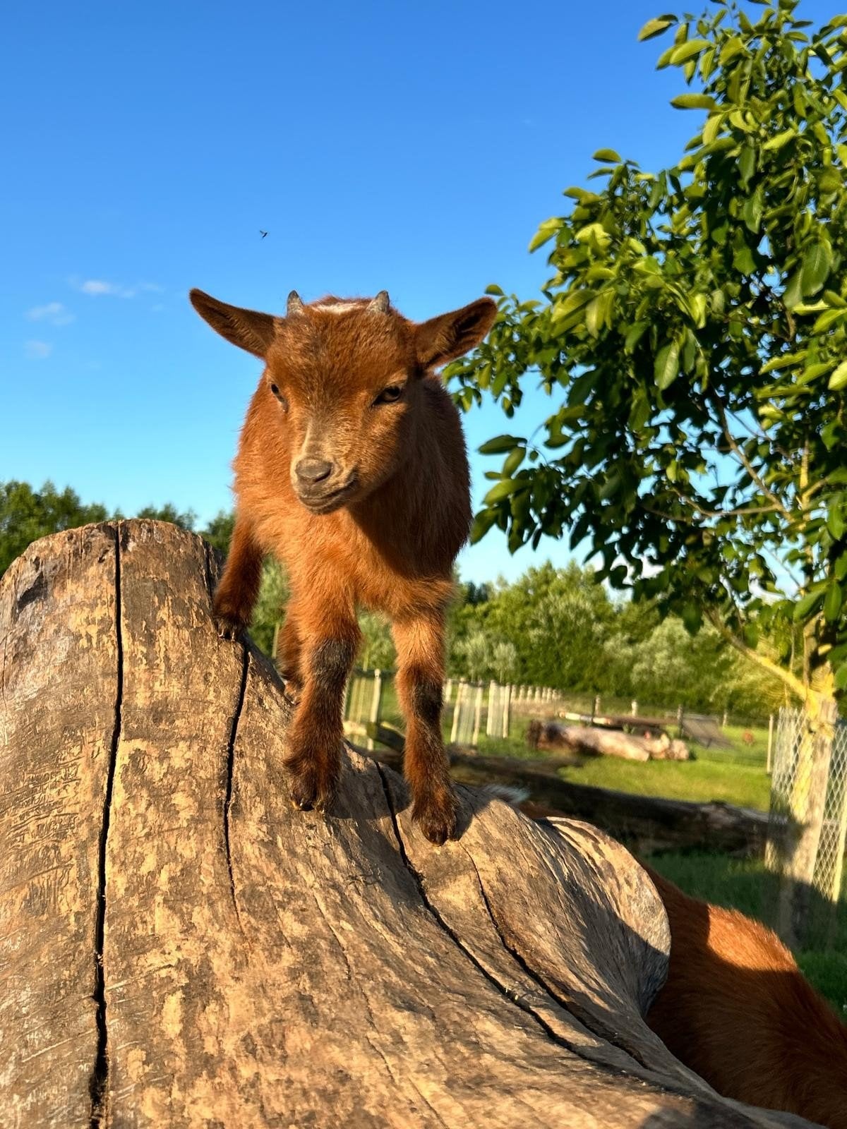 Dwerggeit lammetjes, Eén persoon, Ticket of Toegangskaart