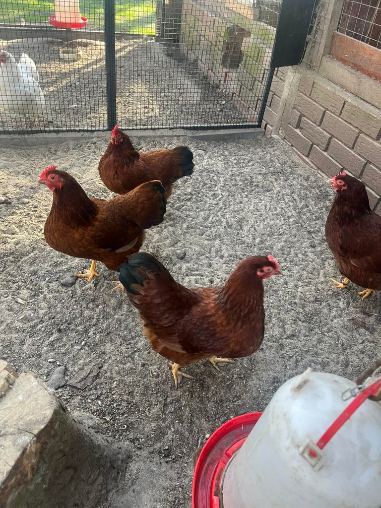 Broedeieren barnevelder kriel mahonie, Dieren en Toebehoren, Pluimvee, Geslacht onbekend, Kip