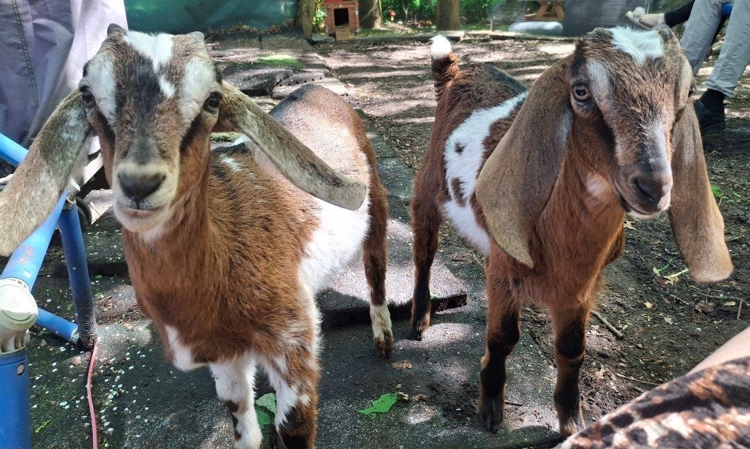 Twee jonge geiten (broer en zus) te koop – Tam en lief, Meerdere dieren, Geit, 0 tot 2 jaar