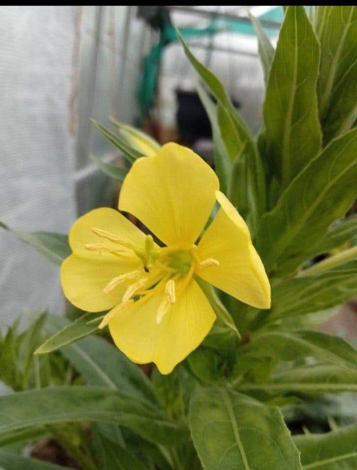 Oenothera glazioviana - Grote Teunisbloem zaden, Ophalen of Verzenden, Gehele jaar, Volle zon, Zaad