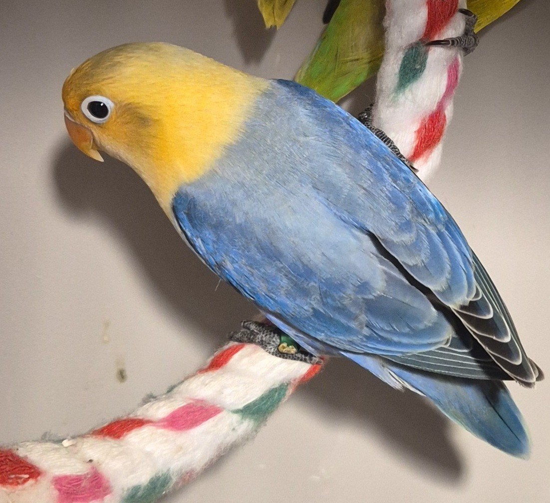 agapornis fischeri, Geslacht onbekend, Dwergpapegaai of Agapornis, Geringd