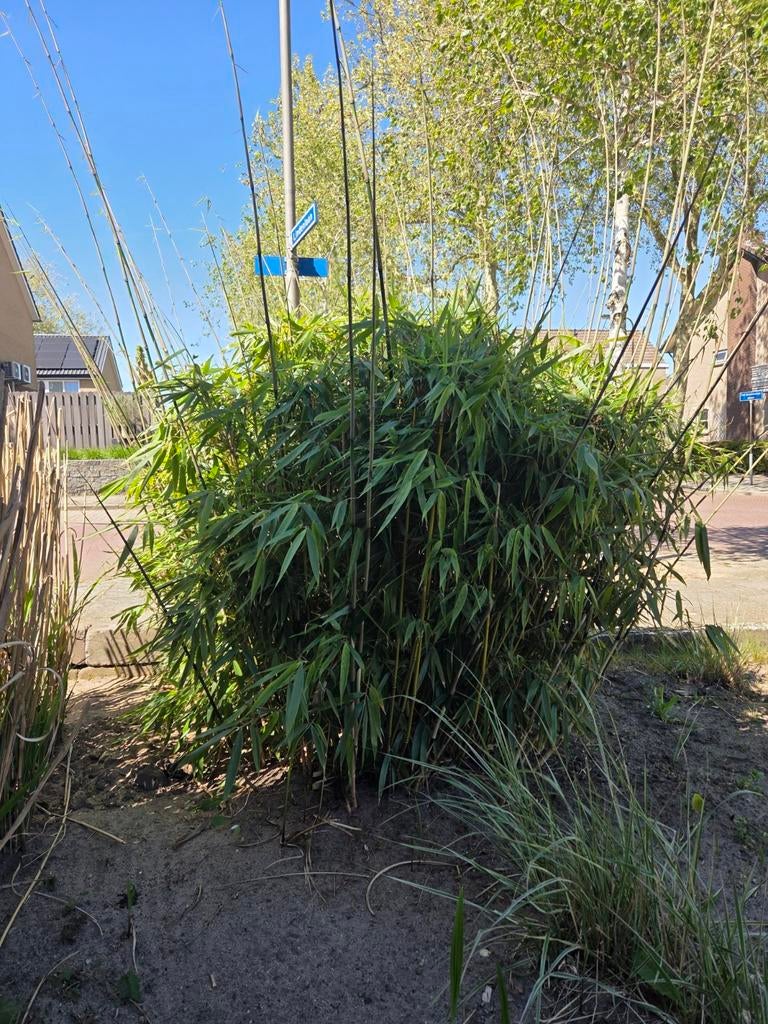 Grote Bamboeplant - Fargesia (Niet-woekerend), Ophalen, Bloeit niet, Overige soorten, Halfschaduw