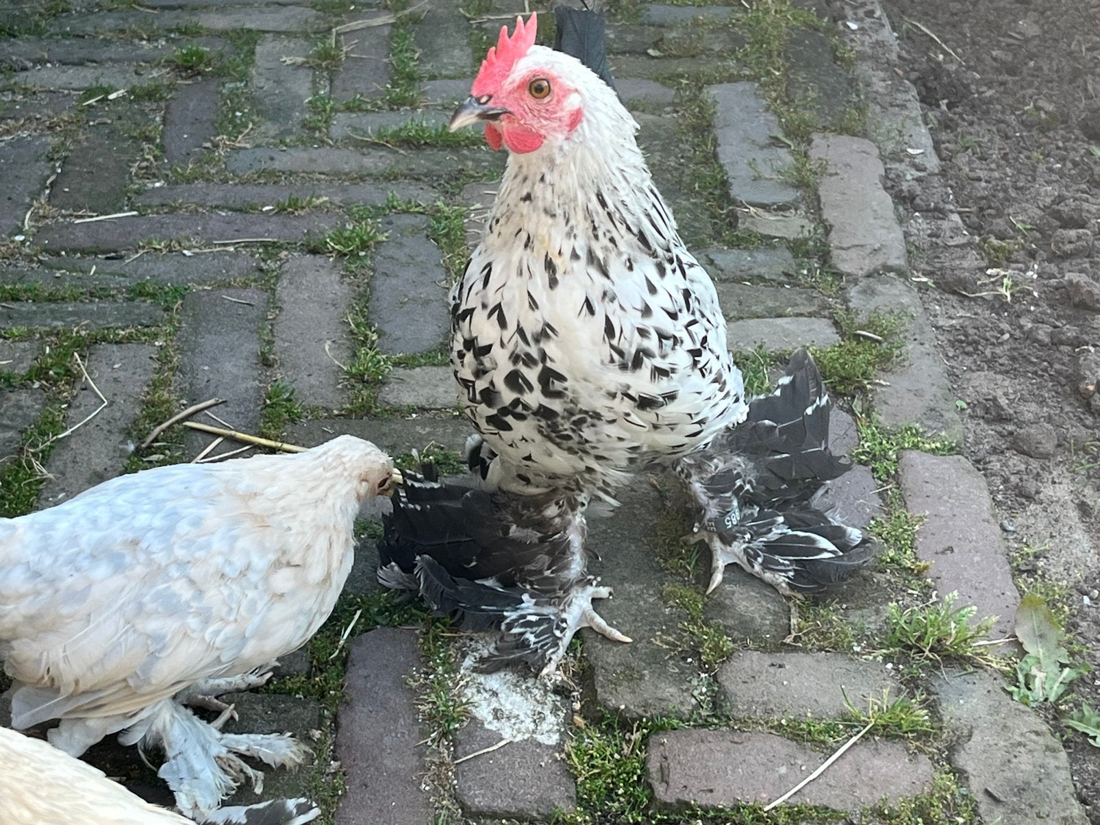 Sabelpoot kriel, Dieren en Toebehoren, Mannelijk, Kip