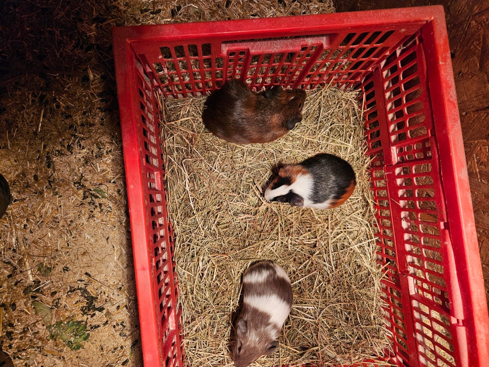 Tekoop jonge cavia's vrouwtjes, Dieren en Toebehoren, Augustus, Vrouwelijk, Cavia