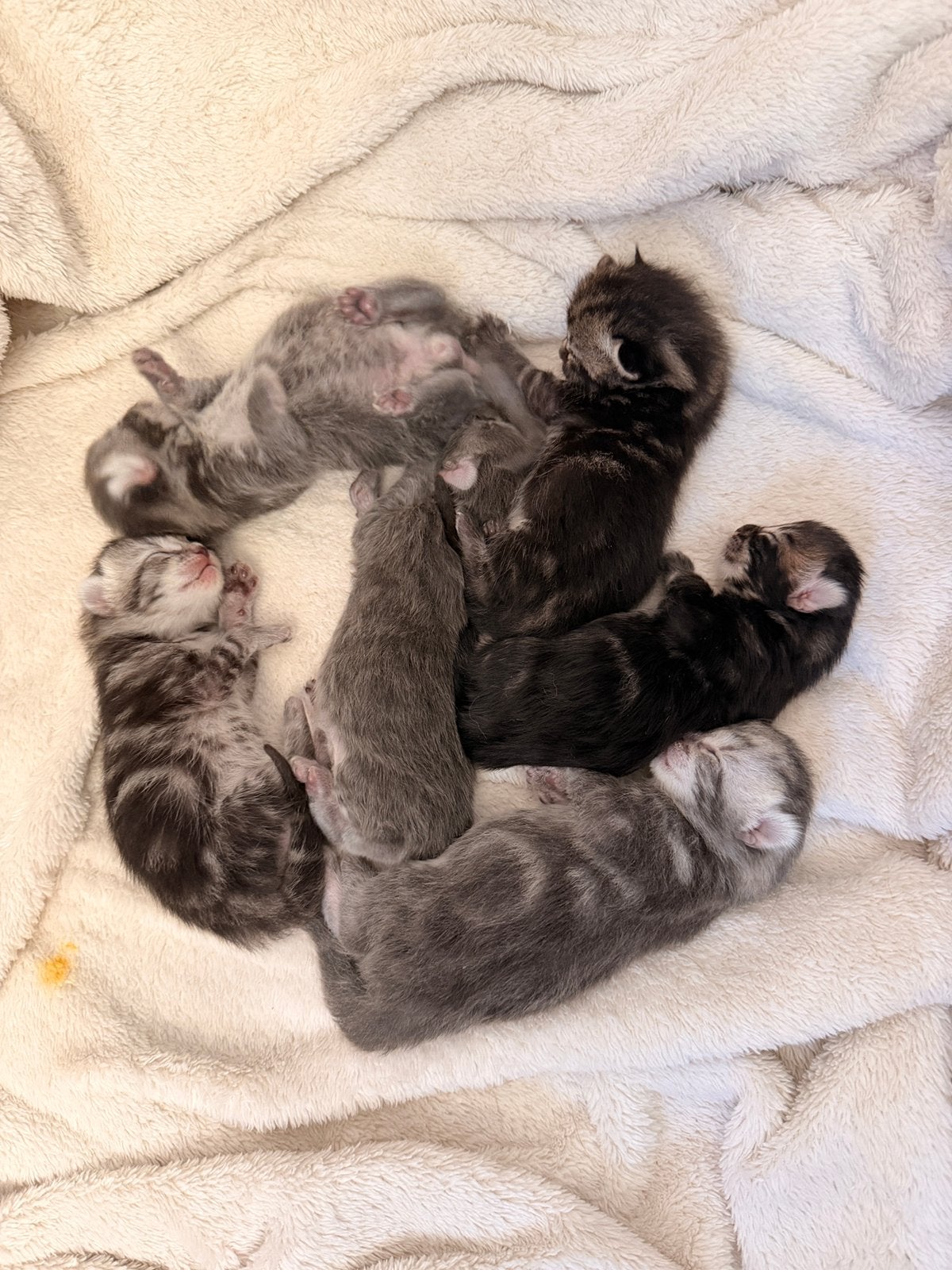 Kittens (ras-ouders) zoeken liefdevol huisje ️, Dieren en Toebehoren, Poes, 0 tot 2 jaar