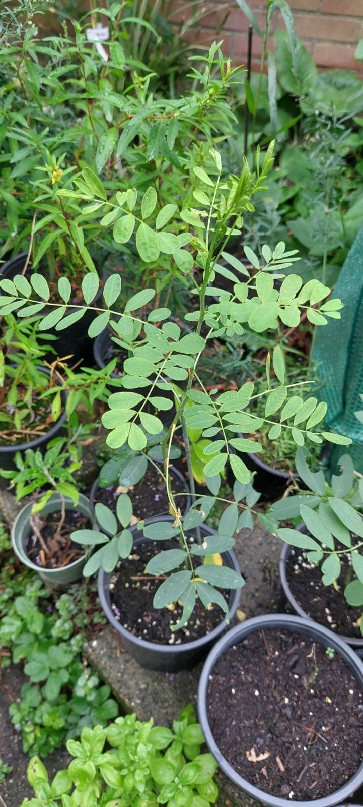 Senna hebecarpa - Amerikaanse Senna planten, Tuin en Terras, Planten | Bomen, Volle zon, Minder dan 100 cm, Zomer, Overige soorten