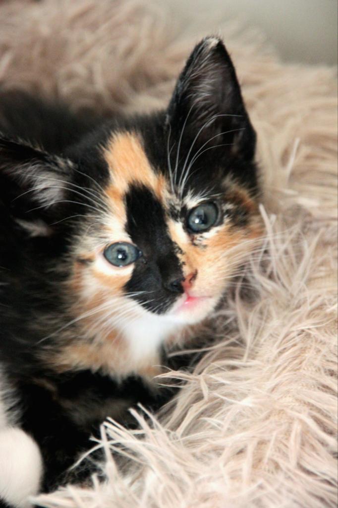 3 schattige kittens, Dieren en Toebehoren, Katten en Kittens | Overige Katten, Poes, Kortharig, 0 tot 2 jaar