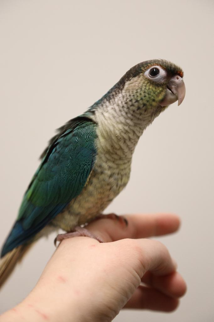 Jonge Baby Pyrrhura´s | Handtam | Nieuwsgierig | Div. Kleure