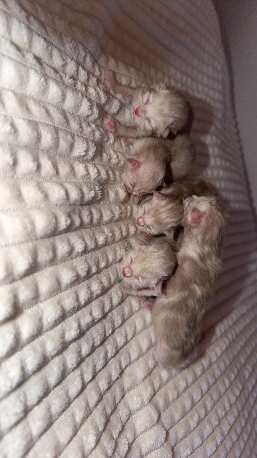Raszuivere ragdoll Kittens geboren! Getest!, Kater