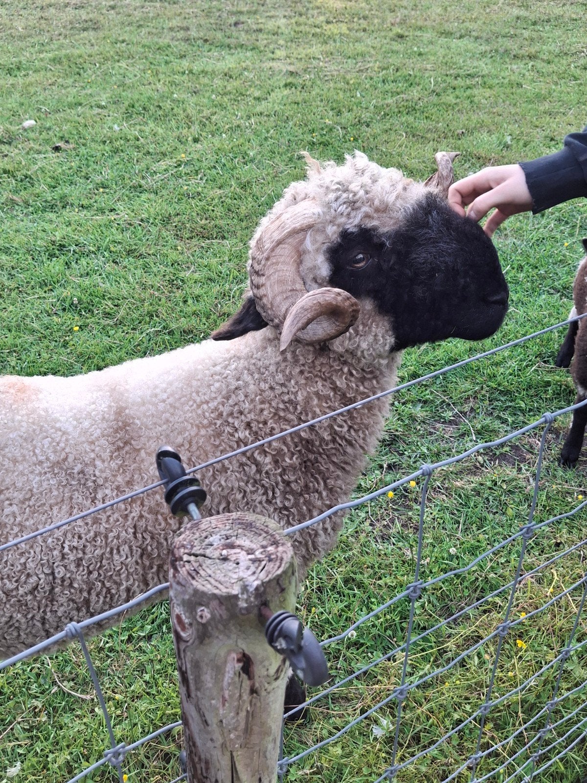 super makke walliser schwarznase ram, Mannelijk, Schaap