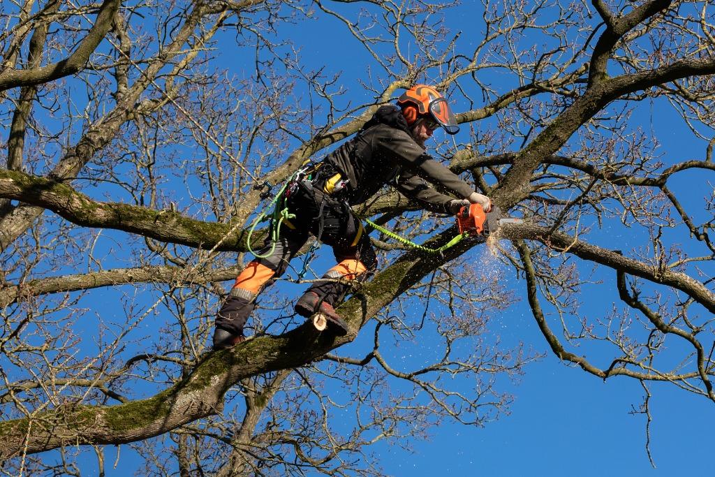 Boomverzorging /vellen /afbreken /kappen / vellen / snoeien, Tuinonderhoud of Snoeiwerk