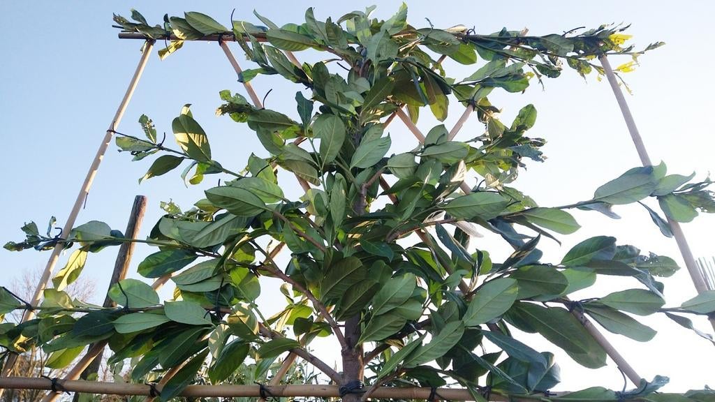 Groenblijvende leibomen| Leiphotinia | Leiaurier | Olijfwilg, In pot, Leiboom, Halfschaduw, Ophalen of Verzenden