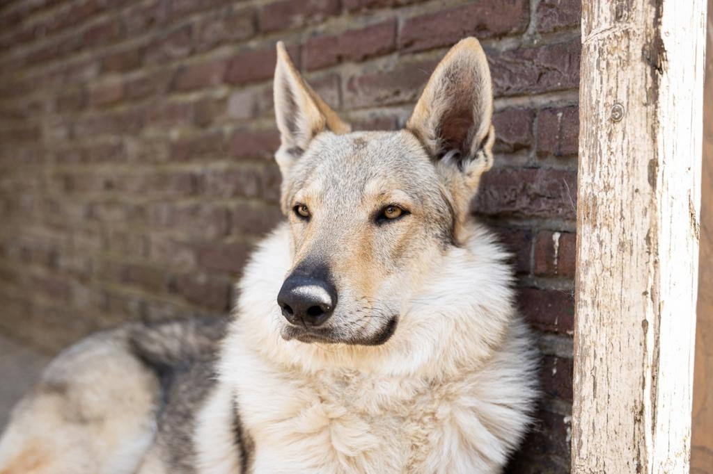 Dekreu Tsjechoslowaakse wolfhond, Particulier, 1 tot 2 jaar, Buitenland, Eén hond