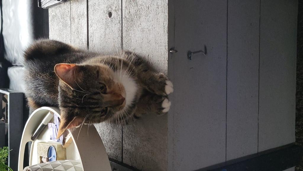 1 cypers met witte borst 1 schildpad mooie tekening bieden!!, Dieren en Toebehoren, Katten en Kittens | Overige Katten, Poes, Kortharig