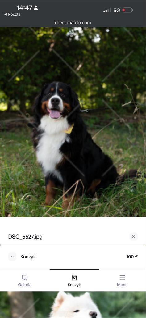 Dekreu Bernse Sennenhond, Dieren en Toebehoren, Honden | Herdershonden en Veedrijvers, 1 tot 2 jaar, Parvo, Eén hond, Nederland