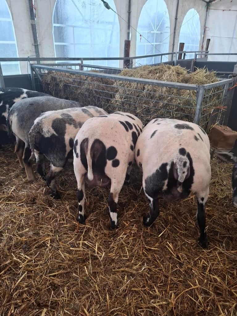 Schapenwol, Dieren en Toebehoren, Schapen, Geiten en Varkens, Meerdere dieren, Schaap