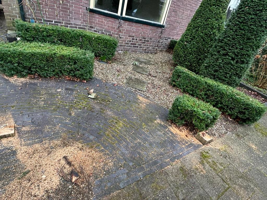 2 Taxus Buxus Struiken - Mooie Vorm, Tuin en Terras, Planten | Bomen, Volle zon, Bloeit niet, 100 tot 250 cm, Overige soorten