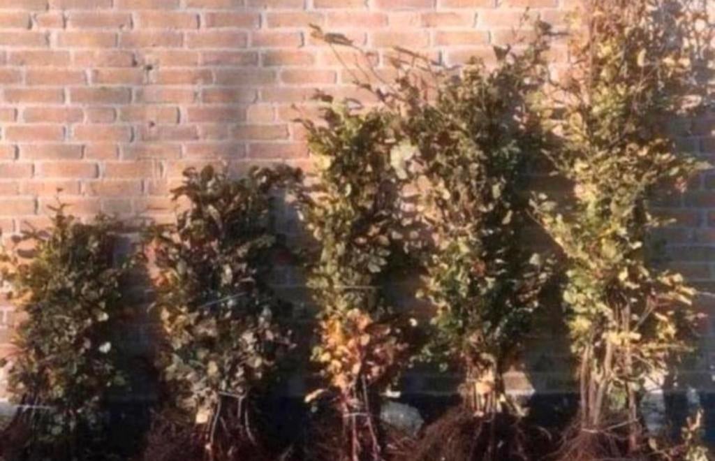 Beukenhaag FAGUS, Ophalen of Verzenden, Bloeit niet, Volle zon