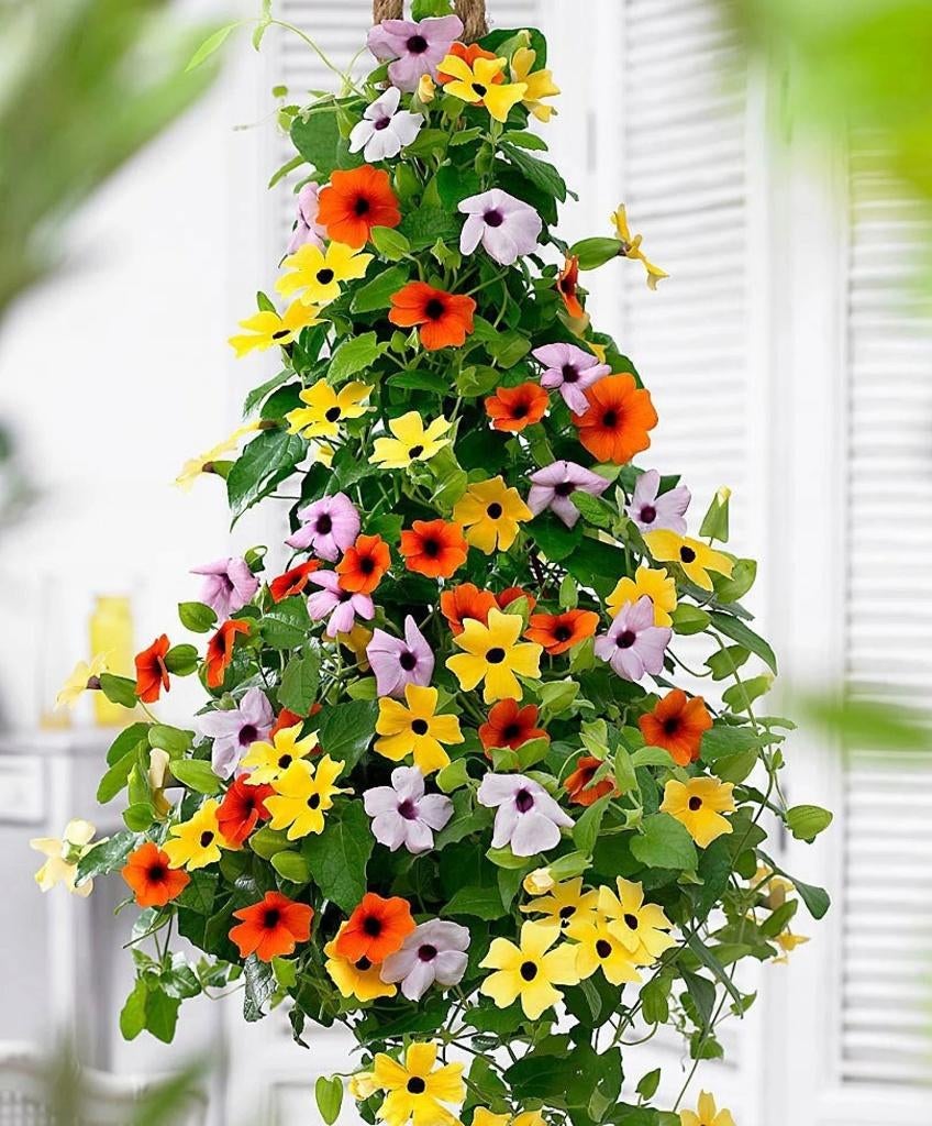 Thunbergia Mix zaadjes, Ophalen of Verzenden, Halfschaduw