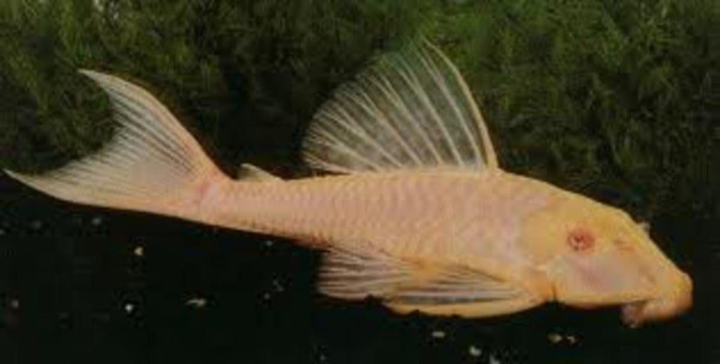 albino plectostomus 15-17 cm €45,00, Vis, Zoetwatervis