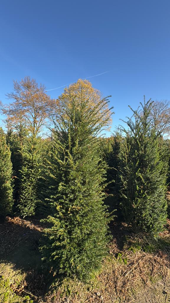 Taxus baccata haagplanten in verschillende maten, Tuin en Terras, Planten | Bomen, Overige soorten, Minder dan 100 cm, Halfschaduw
