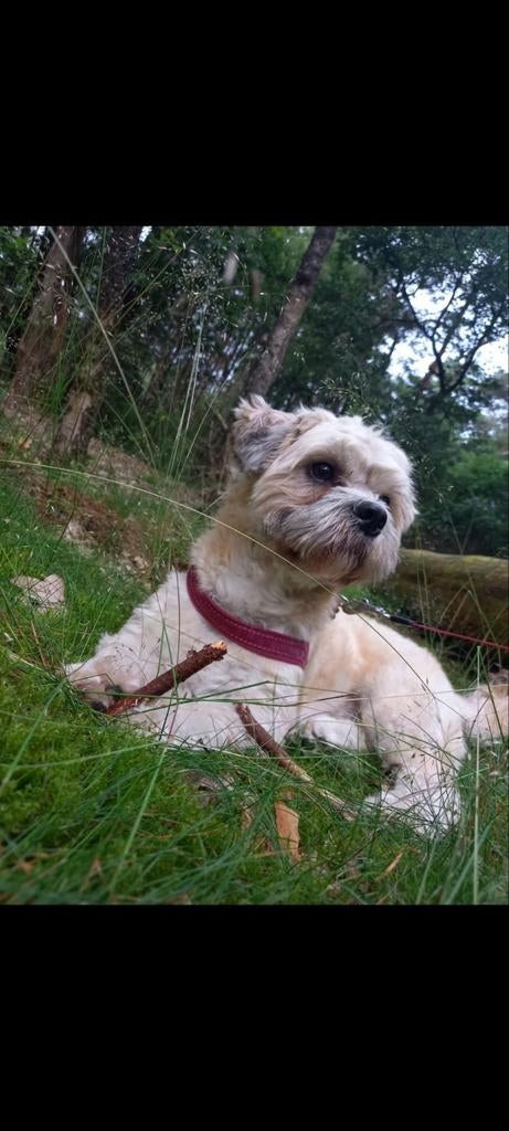 TER STATE DEKKING  Maltezer × Boomer, Reu, Eén hond, 3 tot 5 jaar, Nederland