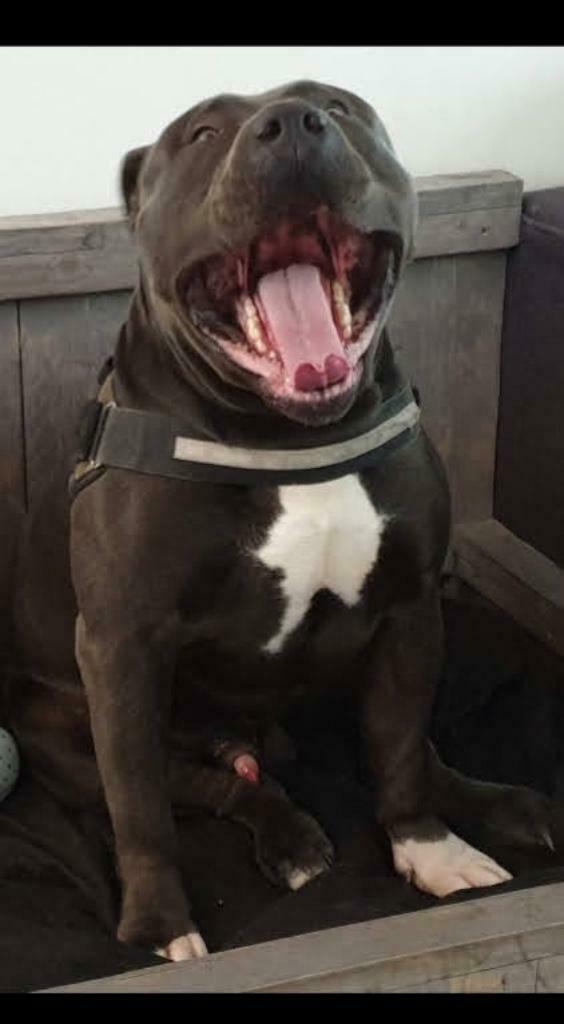 Amerikaanse Bully XL Dekreu, Nederland, Reu, Eén hond, 3 tot 5 jaar