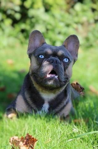Franse bulldog dekreu met prachtige blauwe ogen, Particulier, Reu, Buitenland, Parvo