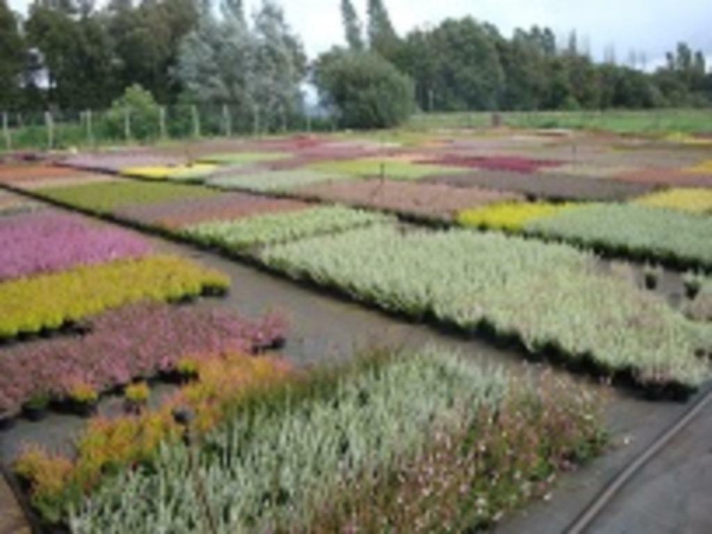 heideplanten heide planten, Volle zon, Vaste plant, Lente, Ophalen