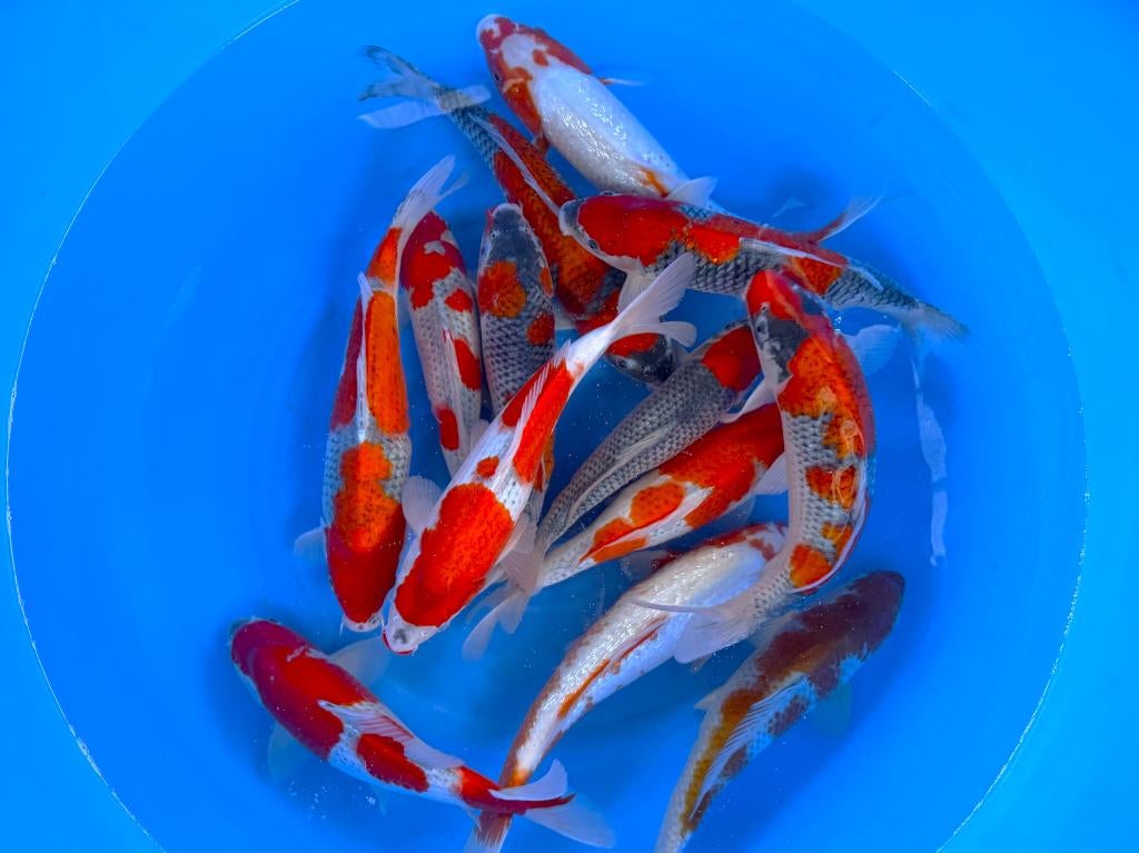 JAPANKOI van Yamayu HQ bijzonder mooi, met certificaat, Dieren en Toebehoren, Vissen | Vijvervissen, Karper of Koi