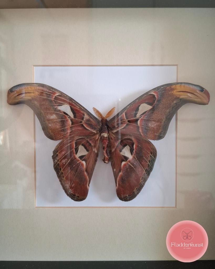 Attacus atlas – vlinder in een strakke zwarte lijst, Ophalen of Verzenden, Nieuw, Insect, Opgezet dier
