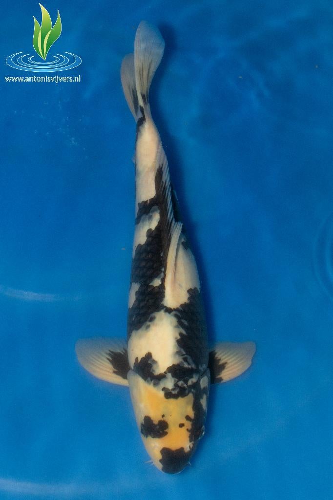069 Shiro Utsuri, Dieren en Toebehoren, Vissen | Vijvervissen, Karper of Koi