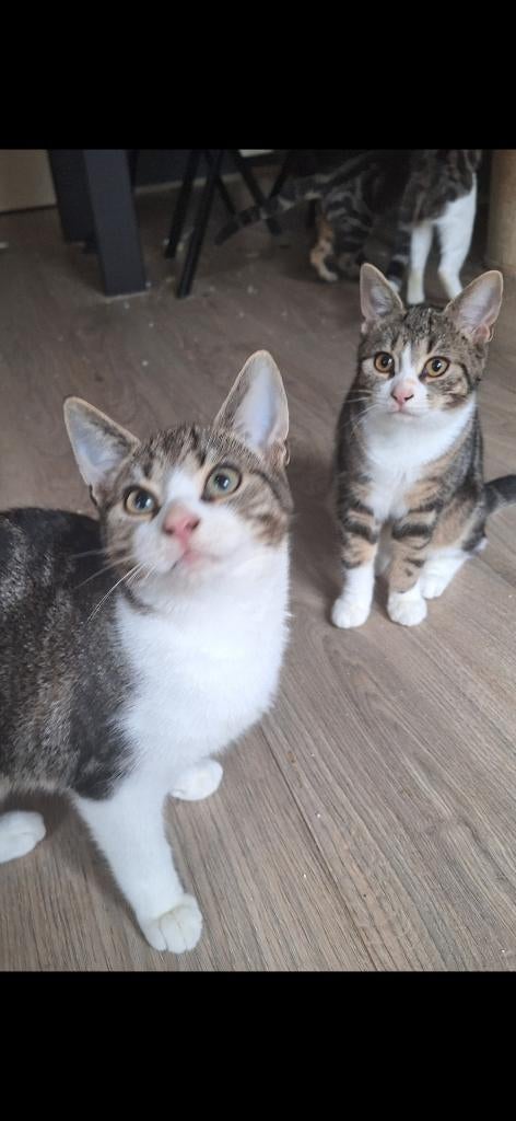Angora kat  geboren op 14 juli 2025 weg=weg! Prijs verlaagd, Dieren en Toebehoren, Meerdere dieren, Ontwormd, 0 tot 2 jaar