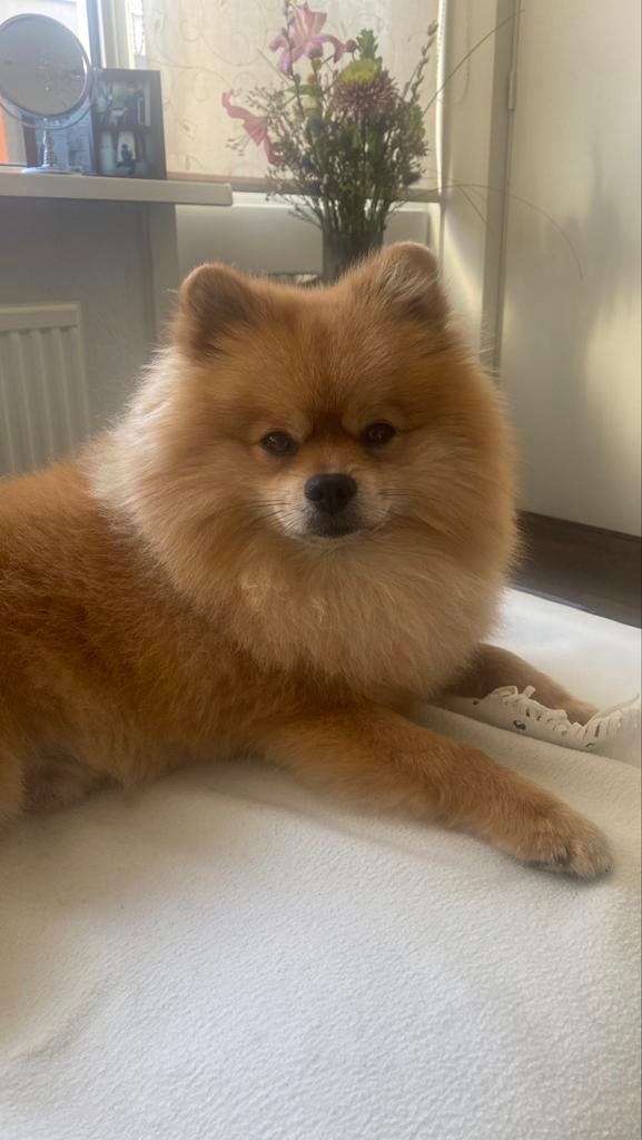 Dekreu (pomeriaan) alleen voor dekking., HCC (leverziekte), Reu, 1 tot 2 jaar, Eén hond
