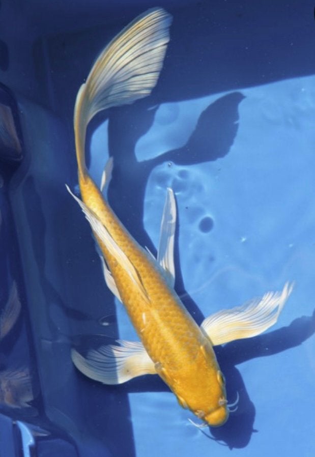 Japanse koi yellow, chagoi, en yellow butterfly koi 15-22 cm, Dieren en Toebehoren, Vissen | Vijvervissen, Karper of Koi