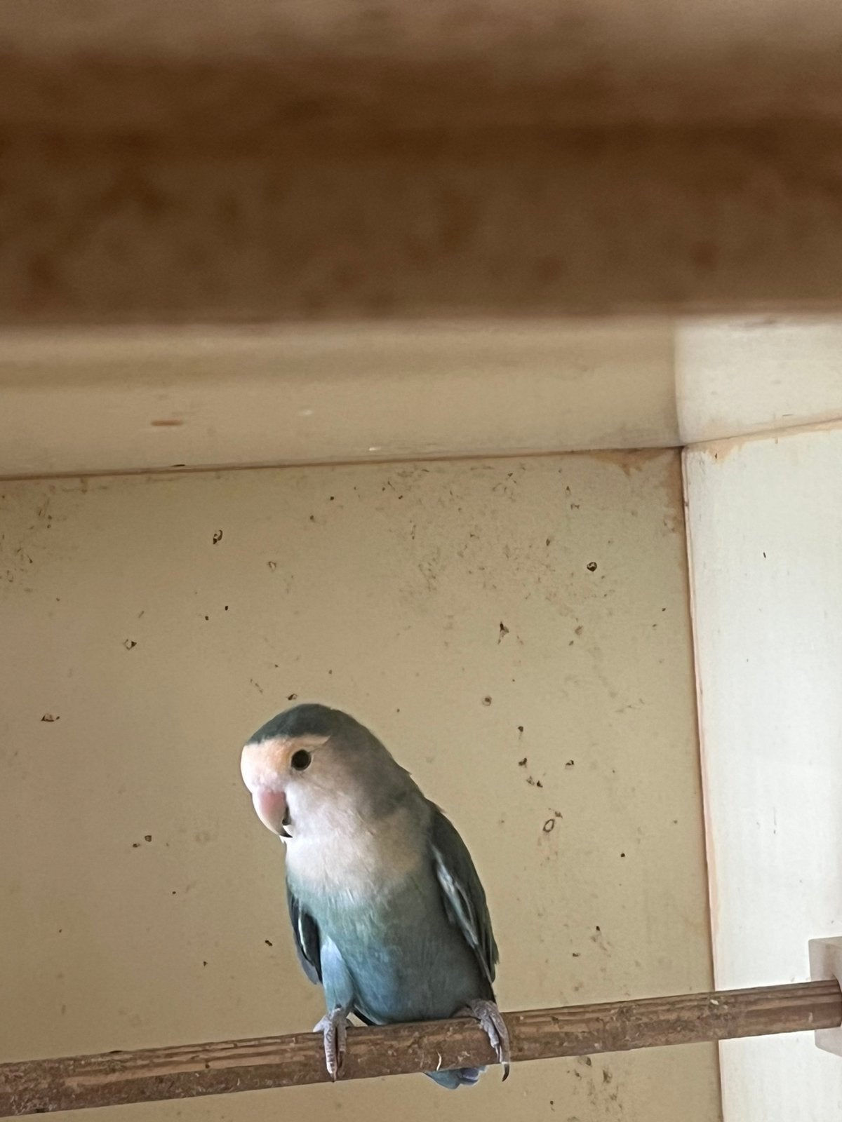 Agarponis man, Dieren en Toebehoren, Vogels | Parkieten en Papegaaien, Mannelijk, Parkiet
