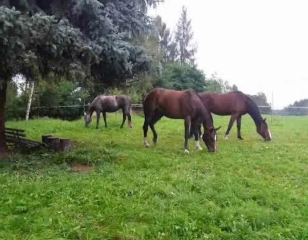 Gezocht: een fijne plek voor mijn 4 paarden, Stalling, 4 paarden of pony's of meer