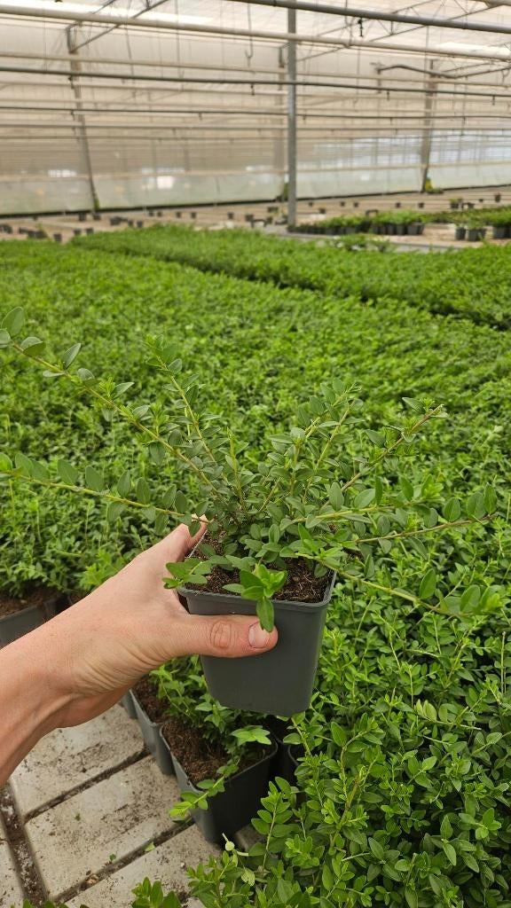 Lonicera Maigrun - Kamperfoelie - Groenblijvend, Tuin en Terras, Planten | Tuinplanten, Bodembedekkers, Vaste plant, Ophalen of Verzenden
