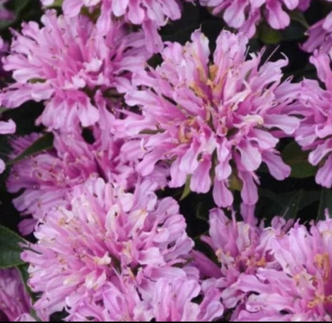 Monarda Didyma 'Bee Mine Pink' - Bergamotplant, Overige soorten, Volle zon, Vaste plant, Ophalen of Verzenden