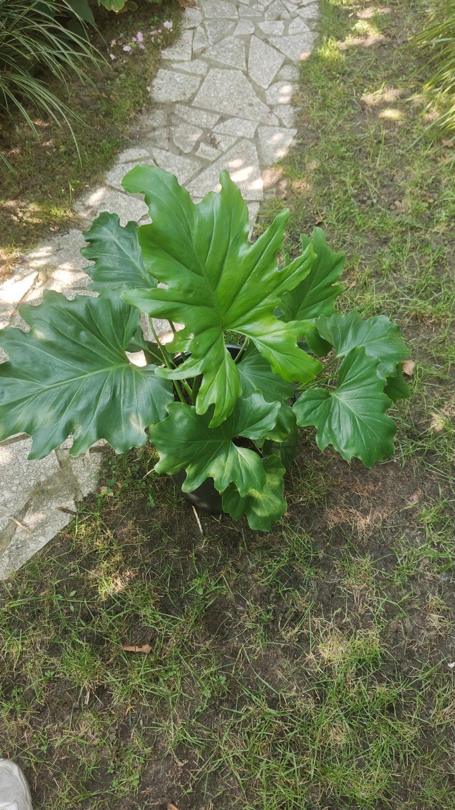 Thaumatophyllum bipinnatifidum te koop, Tuin en Terras, Ophalen, Overige soorten, Volle zon