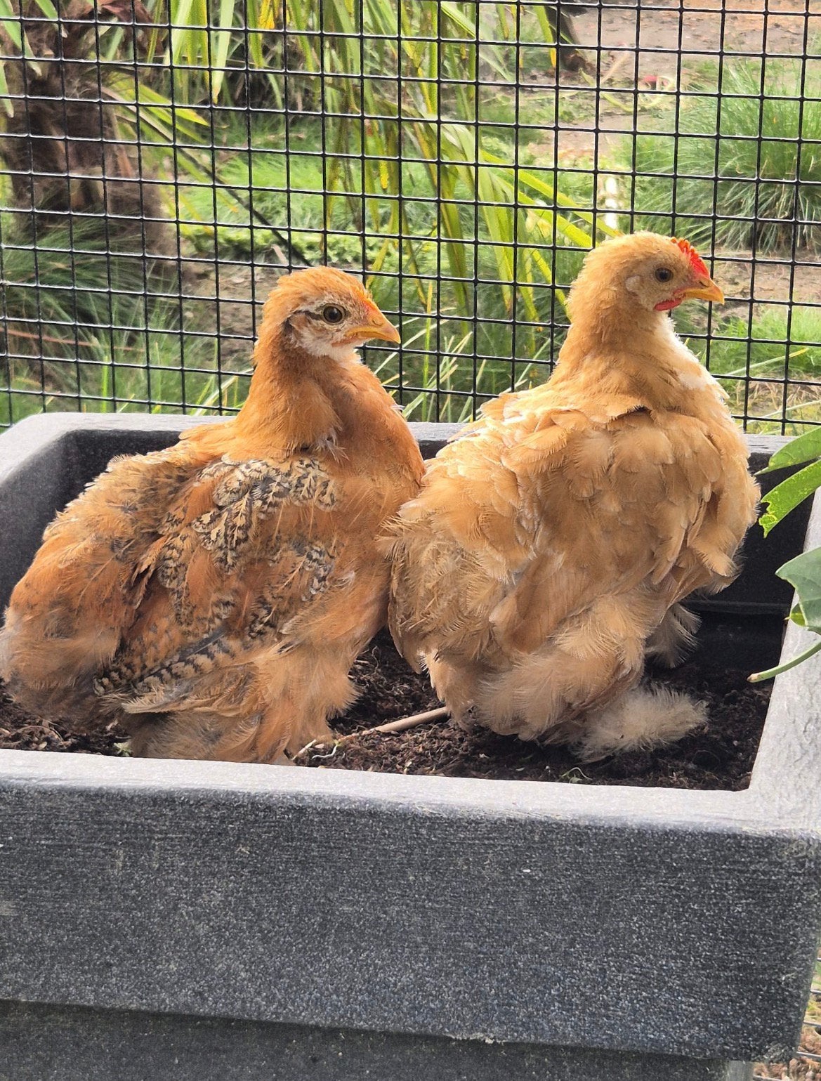 2 cochins te koop, Meerdere dieren, Kip