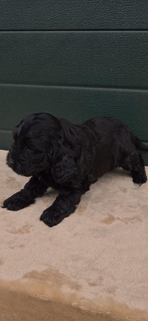 Cockapoo puppy's., Dieren en Toebehoren, Overige rassen, 8 tot 15 weken, Meerdere, Meerdere dieren