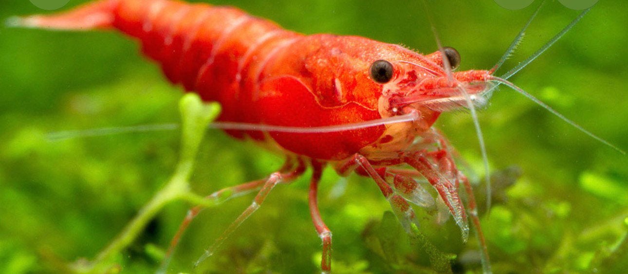 Neocaridina davidi – Vuurgarnaal, Dieren en Toebehoren, Kreeft, Krab of Garnaal