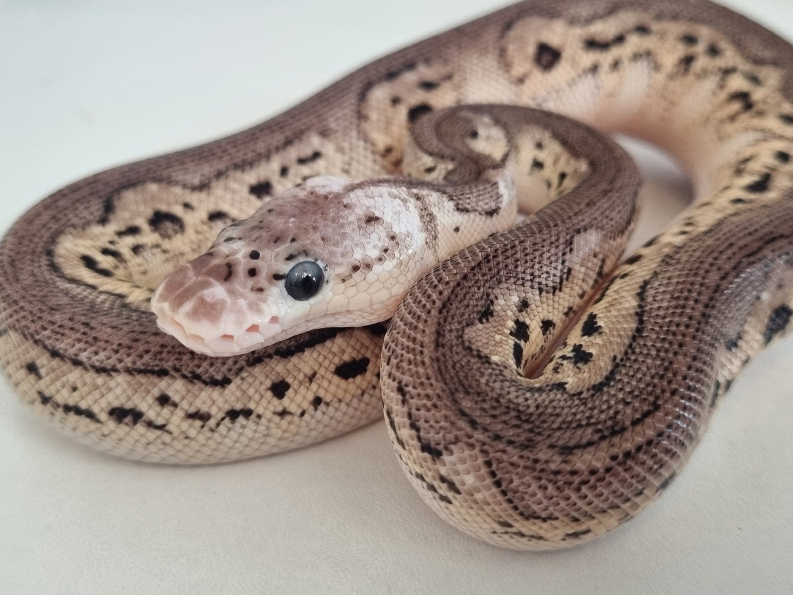 0.1 black pewter spotnose clown koningspython python regius Ball Python - female for sale from Rocking Reptiles
