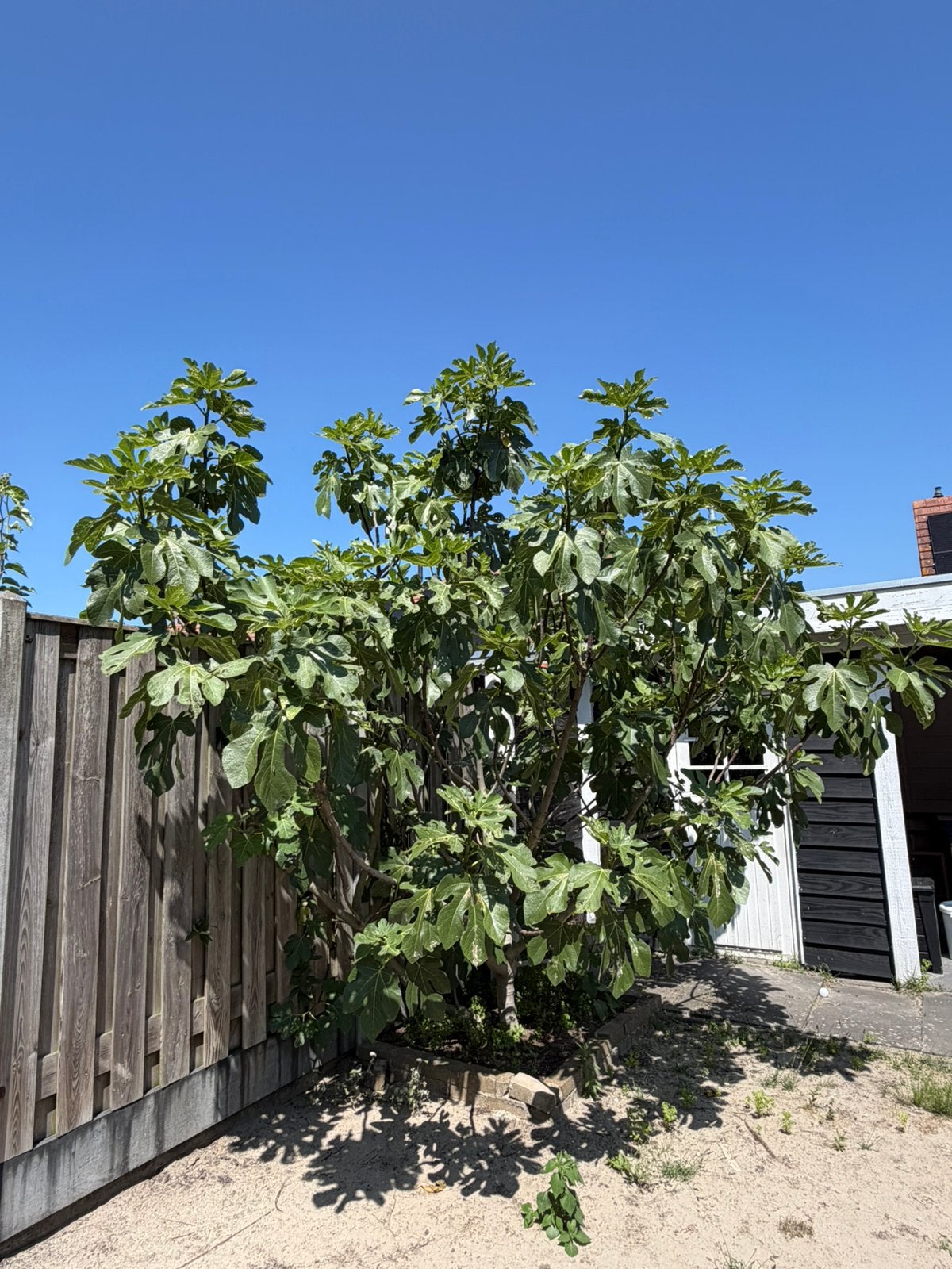 Vijgenboom, Ophalen, Lente, Volle zon, 250 tot 400 cm