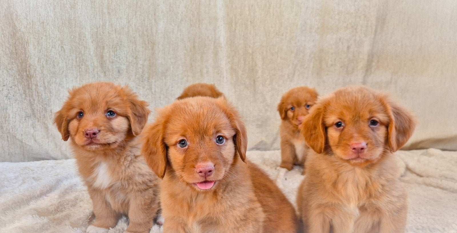 Super lieve, enthousiaste Toller pups!, Parvo, Overige rassen, 8 tot 15 weken, Meerdere