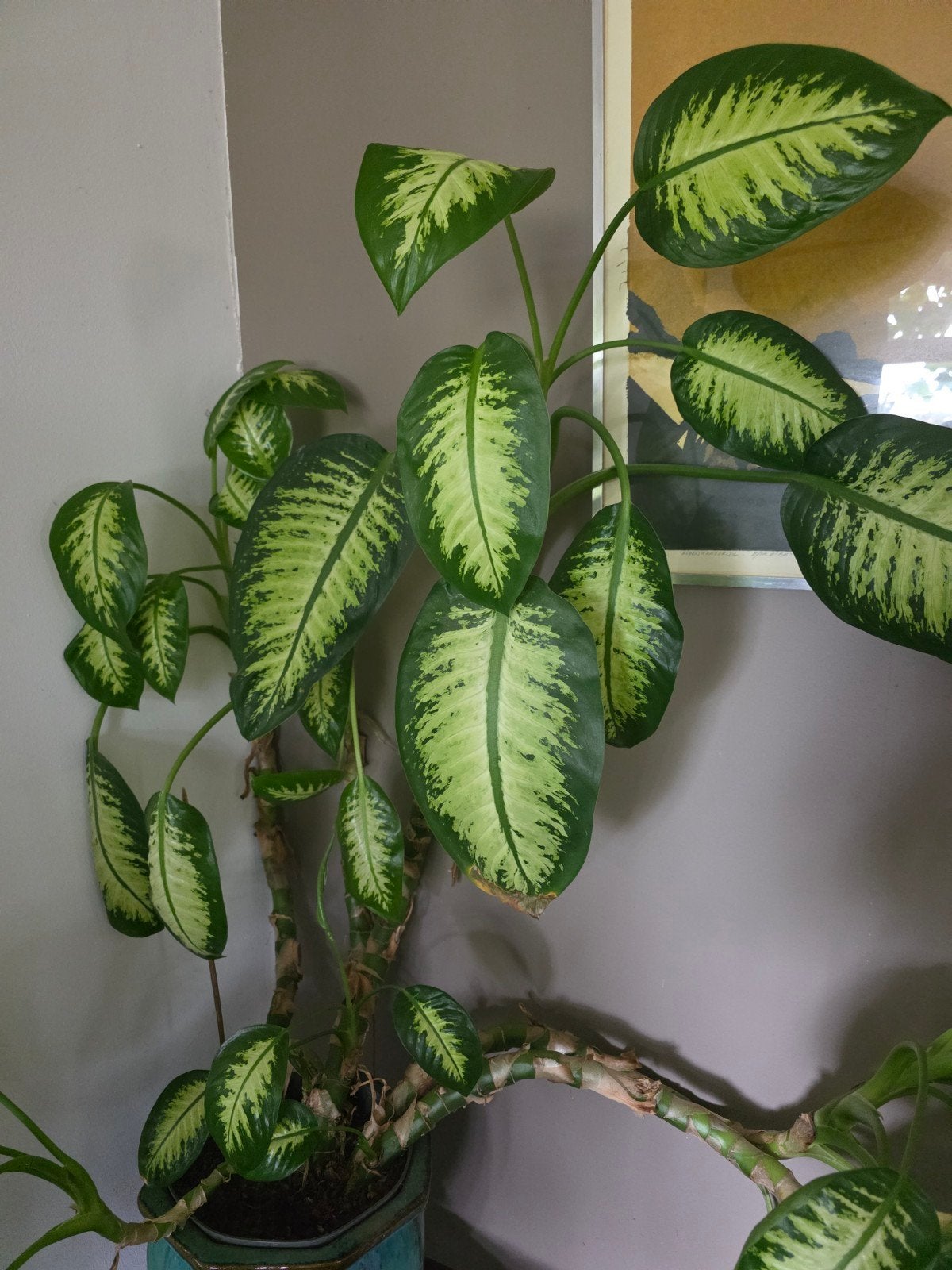Grote dieffenbachia met pot, Ophalen, Overige soorten, Halfschaduw, In pot