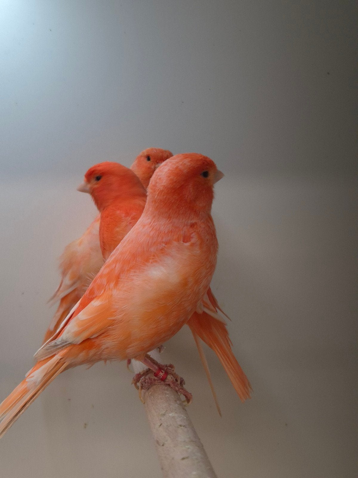 Kanarie poppen rood, Dieren en Toebehoren, Vogels | Kanaries, Vrouwelijk, Kleurkanarie