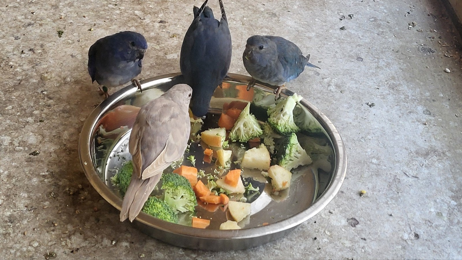 mooie jonge splendids en overjarige splendid parkieten, Meerdere dieren, Geringd